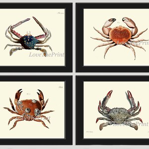 Crab Print SET of 4 Art Beautiful Antique Vintage Illustration Sea Ocean Coastal Marine Decor Bathroom Bedroom Wall Decoration to Frame JFWH