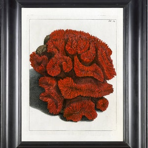CORAIL imprimé impression d’Art Ellis 30 beau Antique mer océan rouge corail Nature à cadre maison décoration murale