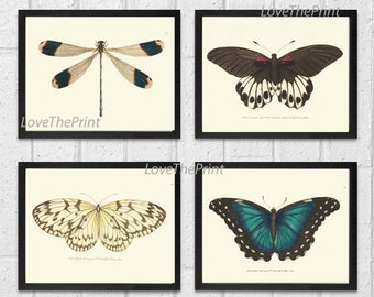 Butterfly Print SET of 4 Wall Art Vintage Antique Dragonfly Butterfly Insect Illustration Country Garden Nature Home Decor to Frame BNOD