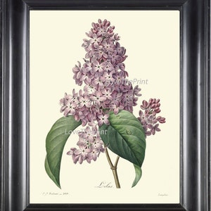 BOTANICAL PRINT Redoute Flower  Art Print 408 Beautiful Antique Lilac Violet Mauve Purple Spring Plant to Frame Home Room Wall Decor