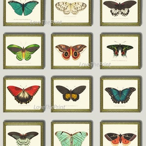Butterfly Print SET of 12 Art Print  NODD Antique Insect Illustration Garden Nature Natural Science Home Room Wall Decor Interior Design