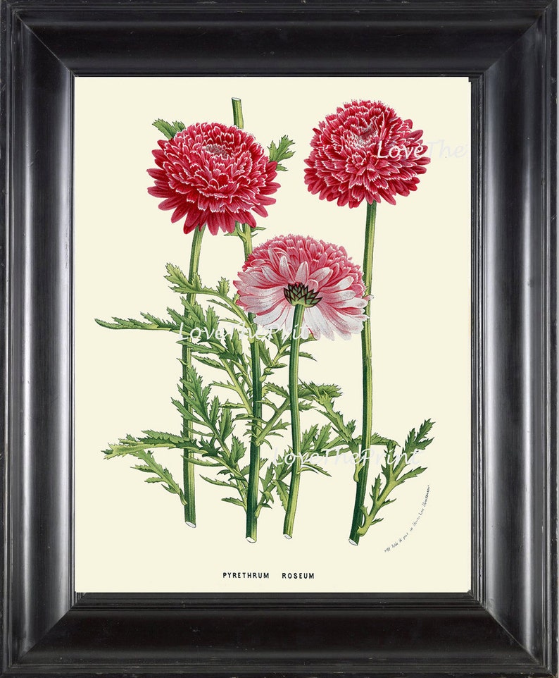 BOTANICAL PRINT HOUTTE Art Print 172 Beautiful Pink White Daisy Antique Flower Spring Summer Nature Flowers Garden Home Wall Decor image 1