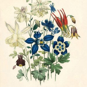 BOTANICAL PRINT Loudon Flower Botanical Art Print 64 Beautiful Blue Antique Aquilegia Skinneri Flowers Garden image 2