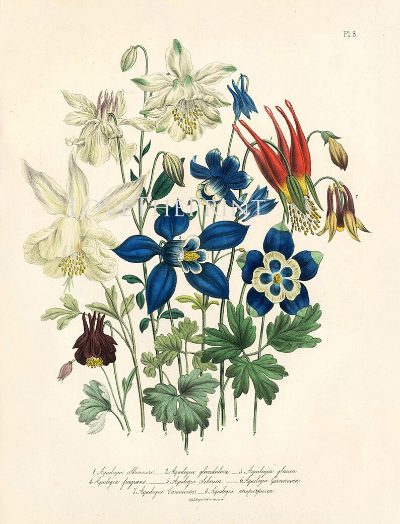 BOTANICAL PRINT Loudon Flower Botanical Art Print 64 Beautiful Blue Antique Aquilegia Skinneri Flowers Garden image 2