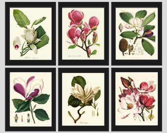 Magnolia Botanical Print Set of 6 Wall Art Antique Vintage Tree Flowers Pink White Large Blooming Plant Farmhouse Home Decor to Frame MAGN