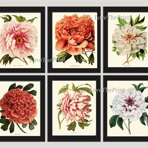 BOTANICAL Print SET of 6 Art  Antique Peony Peonies White Coral Plants Spring Summer Garden Nature Vintage Wall Home Decor Illustration