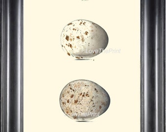 BIRD EGGS PRINT Chapman  Art Print 10 Beautiful Bird Eggs of Kite Antique Ivory Home Wall Decor Interior Design to Frame Nest Nature