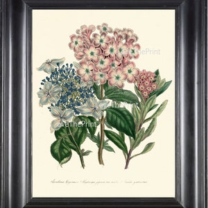 BOTANICAL PRINT Loudon Flower  Botanical Art Print 12 Beautiful Antique Hydrangea Bouquet in Pink Blue Garden Nature to Frame