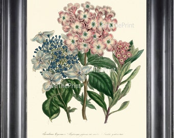 BOTANICAL PRINT Loudon Flower  Botanical Art Print 12 Beautiful Antique Hydrangea Bouquet in Pink Blue Garden Nature to Frame