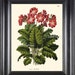 see more listings in the BOTANICAL PRINTS section