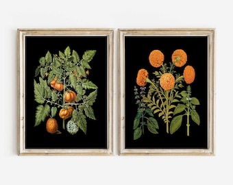 Juego de 2 impresiones de arte de pared con flores botánicas, fondo naranja y negro, tomate antiguo, caléndula, jardín, naturaleza, decoración del hogar para enmarcar BESB