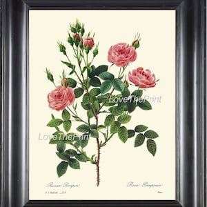 BOTANICAL PRINT Redoute Flower  Art 24 Beautiful Pompon Rose Pink Blooming Shabby Chic French Country Antique Picture Illustration Decor