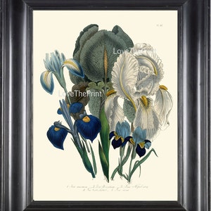 BOTANICAL PRINT Loudon Flower  Botanical Art Print 18 Beautiful Antique Blue Purple Iris Spring Garden