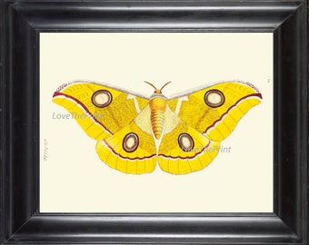 BUTTERFLY PRINT  Botanical Art Print NOD475 Beautiful Large Yellow Antique Illustration Flower Nature Home Room Wall Decor to Frame