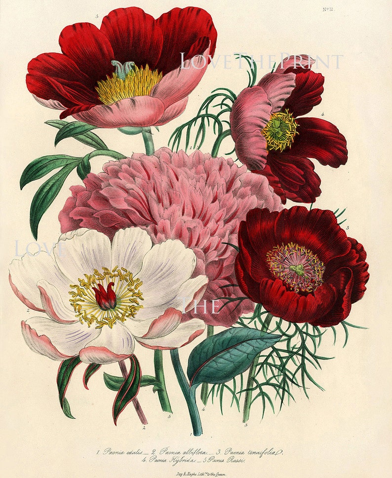 BOTANICAL PRINT Loudon Flower Botanical Art Print 1 Beautiful Peony Peonies Bouquet Paeonia albilflora Pink White Red Spring Garden image 2