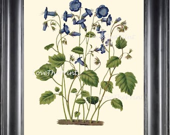BOTANICAL PRINT WITTE  Botanical Art Print 24 Beautiful Blue Indigo Bluebell Antique Flower Summer Wildflower Wall Home Decor to Frame