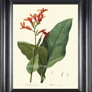 BOTANICAL PRINT Redoute  Art 169 Beautiful Tropical Canna Lily Flower Antique Illustration Wall Home Plant to Frame Bedroom Living Room