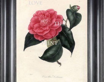 CAMELLIA PRINT Berlese  Art Print 1 Beautiful Camellia Flower Garden Nature Botanical Print to Frame