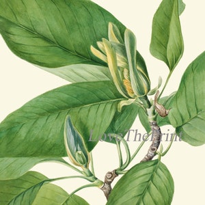 White Magnolia BOTANICAL Print SET of 6 Prints Antique Vintage - Etsy