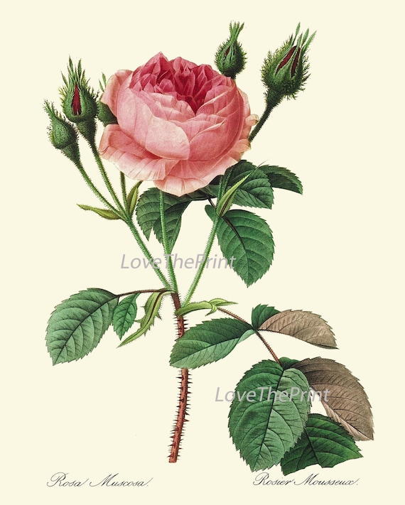 Lámina Colección Botánica - Rosa I