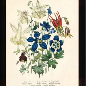 BOTANICAL PRINT Loudon Flower Botanical Art Print 64 Beautiful Blue Antique Aquilegia Skinneri Flowers Garden image 1