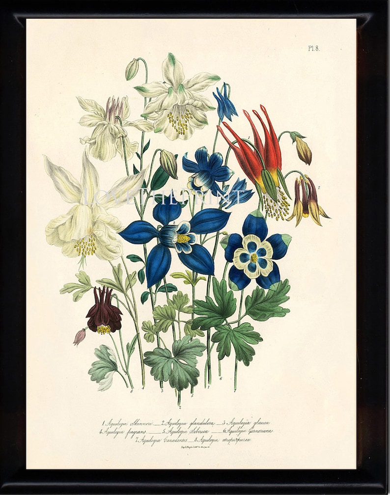 BOTANICAL PRINT Loudon Flower Botanical Art Print 64 Beautiful Blue Antique Aquilegia Skinneri Flowers Garden image 1