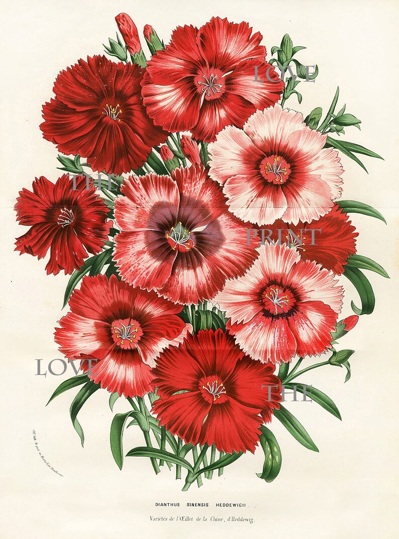 BOTANICAL PRINT HOUTTE Botanical Art Print 1 Dianthus Sinensis Etsy