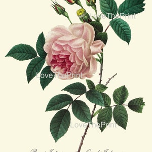 BOTANICAL PRINT Redoute Flower Botanical Art Print 34 Beautiful Pink Rose Plant Garden Nature to Frame Home Decor image 2