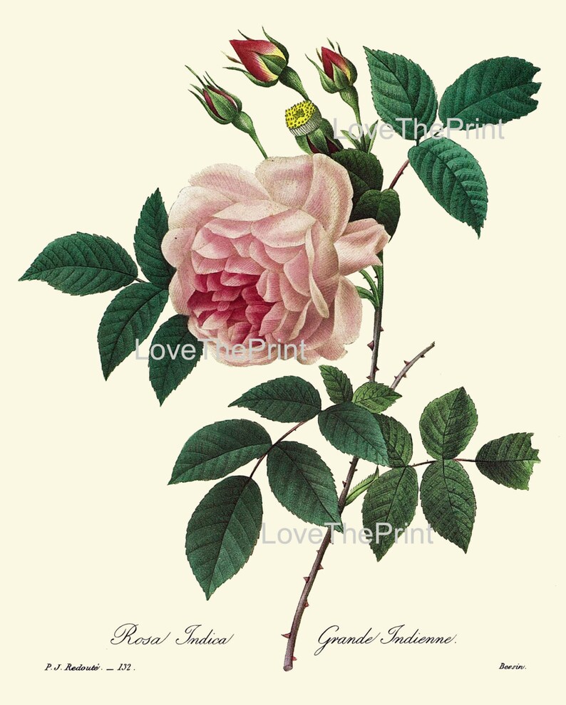 BOTANICAL PRINT Redoute Flower Botanical Art Print 34 Beautiful Pink Rose Plant Garden Nature to Frame Home Decor image 2