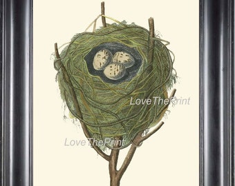 BIRD EGGS  Art B22 Beautiful Red Warbler Nest Antique Illustration Plate Forest Tree Branch Nature Home Room Wall Decor to Frame