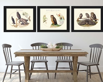 Juego de 3 impresiones de búhos, arte de pared de aves, horizontal, hermosa ilustración antigua, cabaña natural, casa del lago, Framhouse, bosque, decoración del hogar para enmarcar JHF