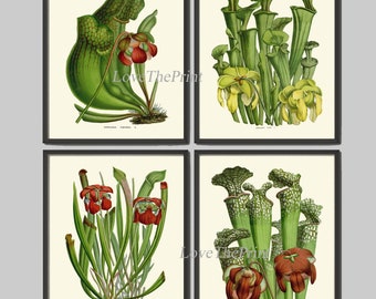 Trumpet Pitchers Carnivorous Insect Eating Plant Botanical Wall Art Print set of 4 Flowers Tropical Natural Science Wall Art Unframed HOU