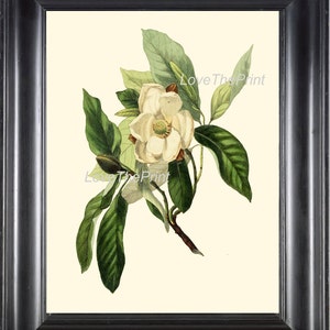 BOTANICAL PRINT Clarke  Botanical Art Print 9 Beautiful White Magnolia Flower Tree Branch Antique Spring Garden Home Wall Decor to Frame