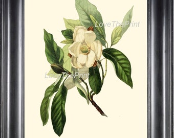 BOTANICAL PRINT Clarke  Botanical Art Print 9 Beautiful White Magnolia Flower Tree Branch Antique Spring Garden Home Wall Decor to Frame