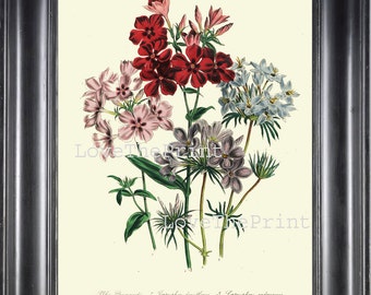 Botanische PRINT Loudon botanische kunst Print 39 mooie blauw roze rood Phlox antieke bloemen Wildlowers bloementuin