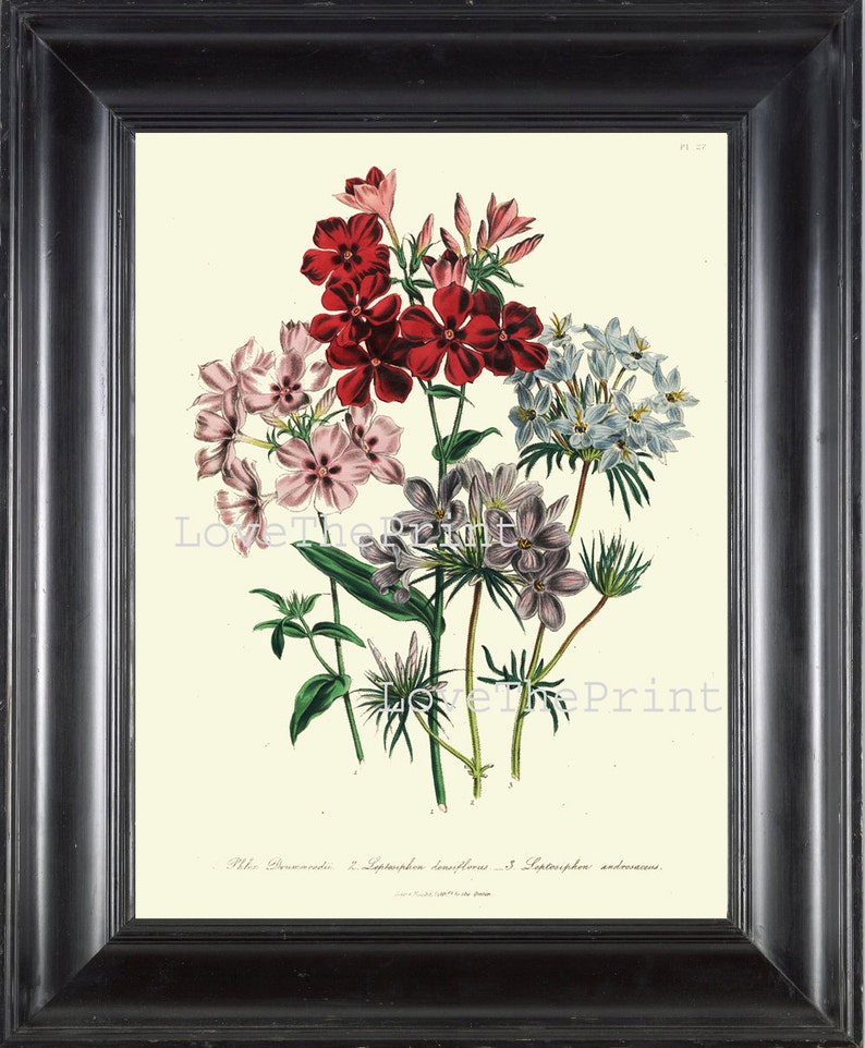 BOTANICAL PRINT Loudon Flower Botanical Art Print 39 Beautiful Blue Pink Red Phlox Antique Flowers Wildlowers Garden image 1