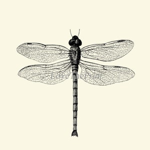 Dragonfly Print Wall Art PR3 Beautiful Insect Vintage Black and White Illustration Ivory Background Home Room Decor Garden Nature to Frame image 2