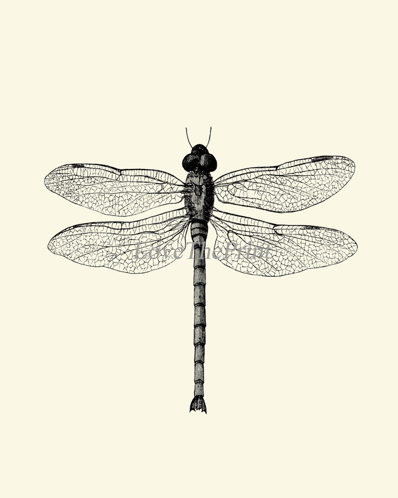 Dragonfly Print Wall Art PR3 Beautiful Insect Vintage Black and White Illustration Ivory Background Home Room Decor Garden Nature to Frame image 2