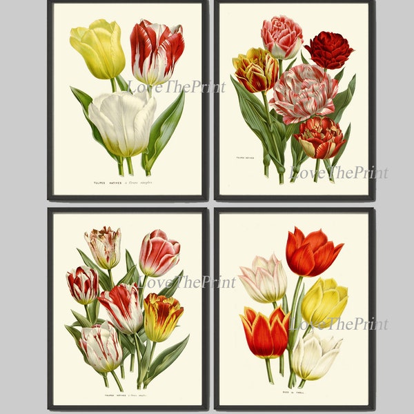 Tulip Botanical Prints Wall Art Print set of 4 Beautiful Red White Yellow Antique Flower Colorful Spring Summer Nature Wall Art to Frame HOU