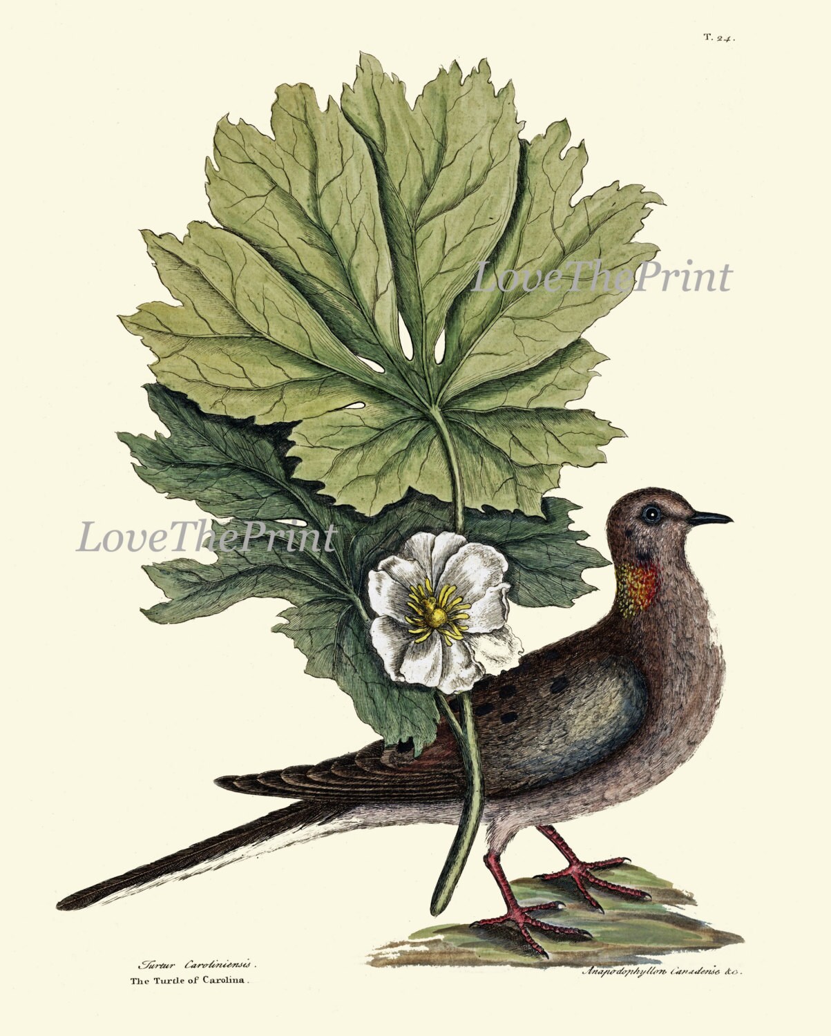 Bird Botanical Print SET of 4 Wall Art Beautiful Antique Birds | Etsy