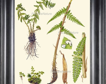 Antique Fern Art Print 8 Lindman  Botanical Antique Beautiful Green Ferns Forest Nature Natural Science to Frame Room Wall Hanging Decor