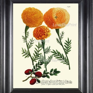 BOTANICAL PRINT  Art Print W3 Beautiful Antique Tagetes Marigolds Spring Summer Garden Plant Chart Nature to Frame Living Dining Room
