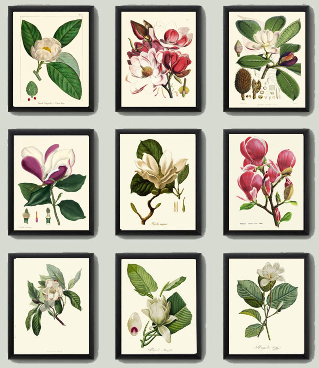 Magnolia Wall Art Botanical Print Set of 9 Prints Antique Beautiful ...