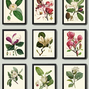 Magnolia Wall Art Botanical Print Set of 9 Prints Antique Beautiful Pink White Large Flowers Spring Summer Tree Garden Home Wall Decor