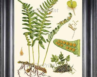 ANTIQUE FERN Lindman  Botanical Art Print 1 Antique Beautiful Green Ferns Forest Nature Natural Science to Frame Wall Decor