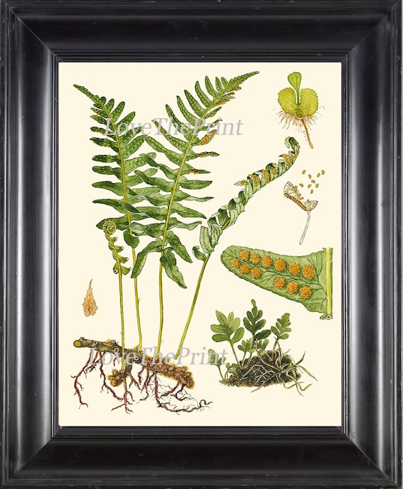 ANTIQUE FERN Lindman Botanical Art Print 1 Antique Beautiful Green Ferns Forest Nature Natural Science to Frame Wall Decor