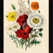 see more listings in the BOTANICAL PRINTS section