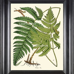 ANTIQUE FERN Lindman  Botanical Art Print 11 Antique Beautiful Green Ferns Forest Nature Natural Science to Frame Wall Decor