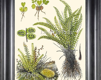 ANTIQUE FERN Lindman  Botanical Art Print 2 Antique Beautiful Green Ferns Forest Nature Natural Science to Frame Wall Decor