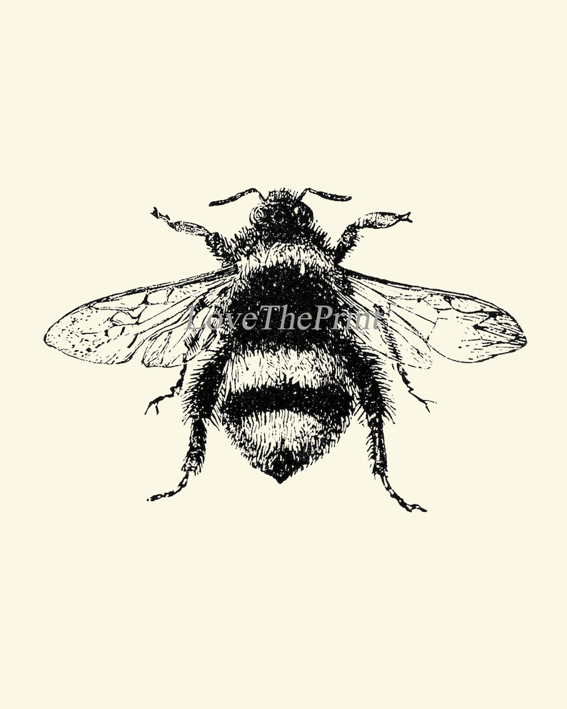 Bee Bumblebee Dragonfly Butterfly SET of 3 Art Prints - Etsy